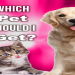 should i get a cat or dog quiz