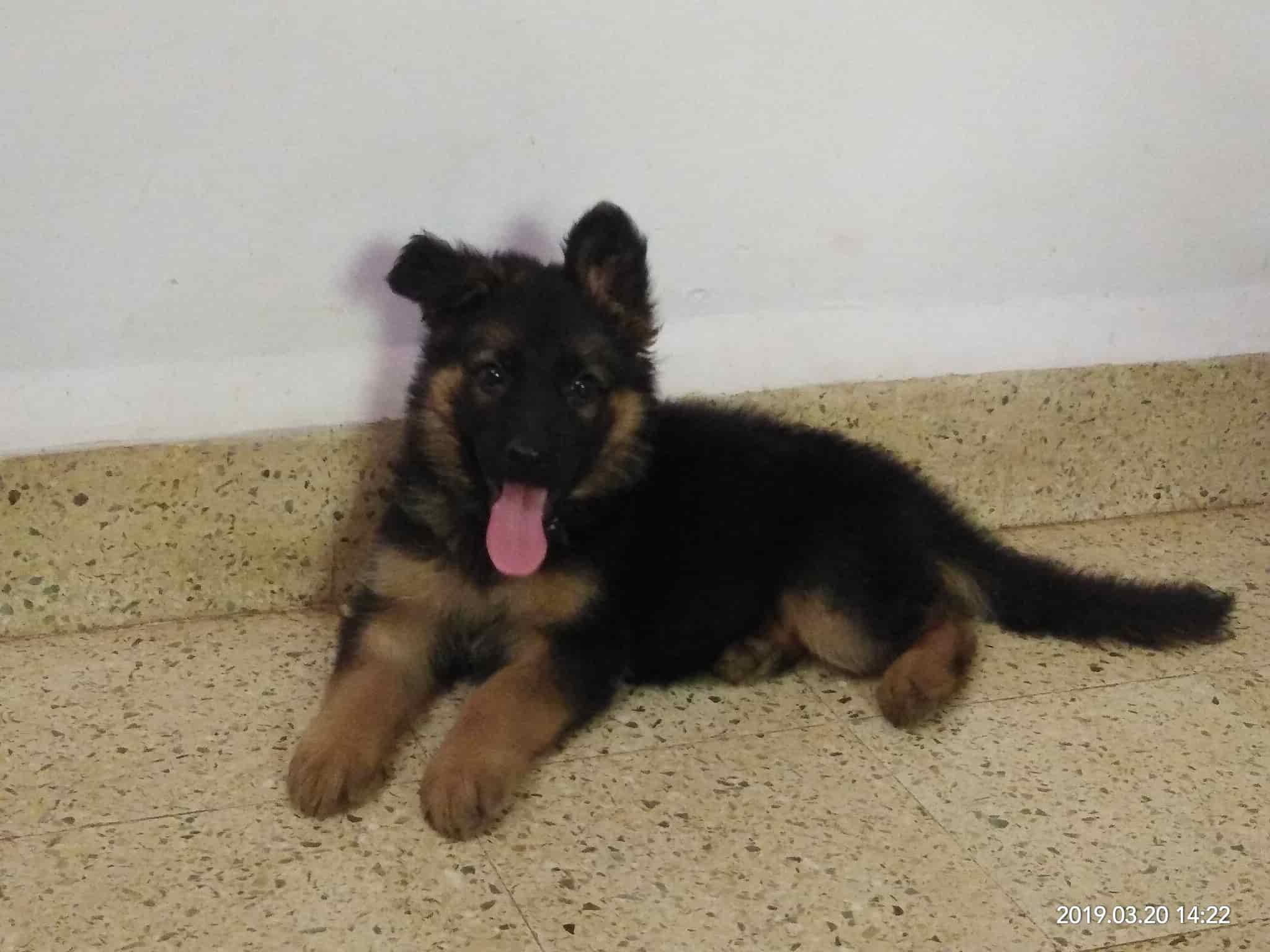 german shepherd puppy in india
