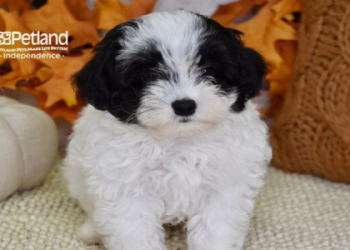 adult maltipoo photos