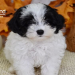 adult maltipoo photos