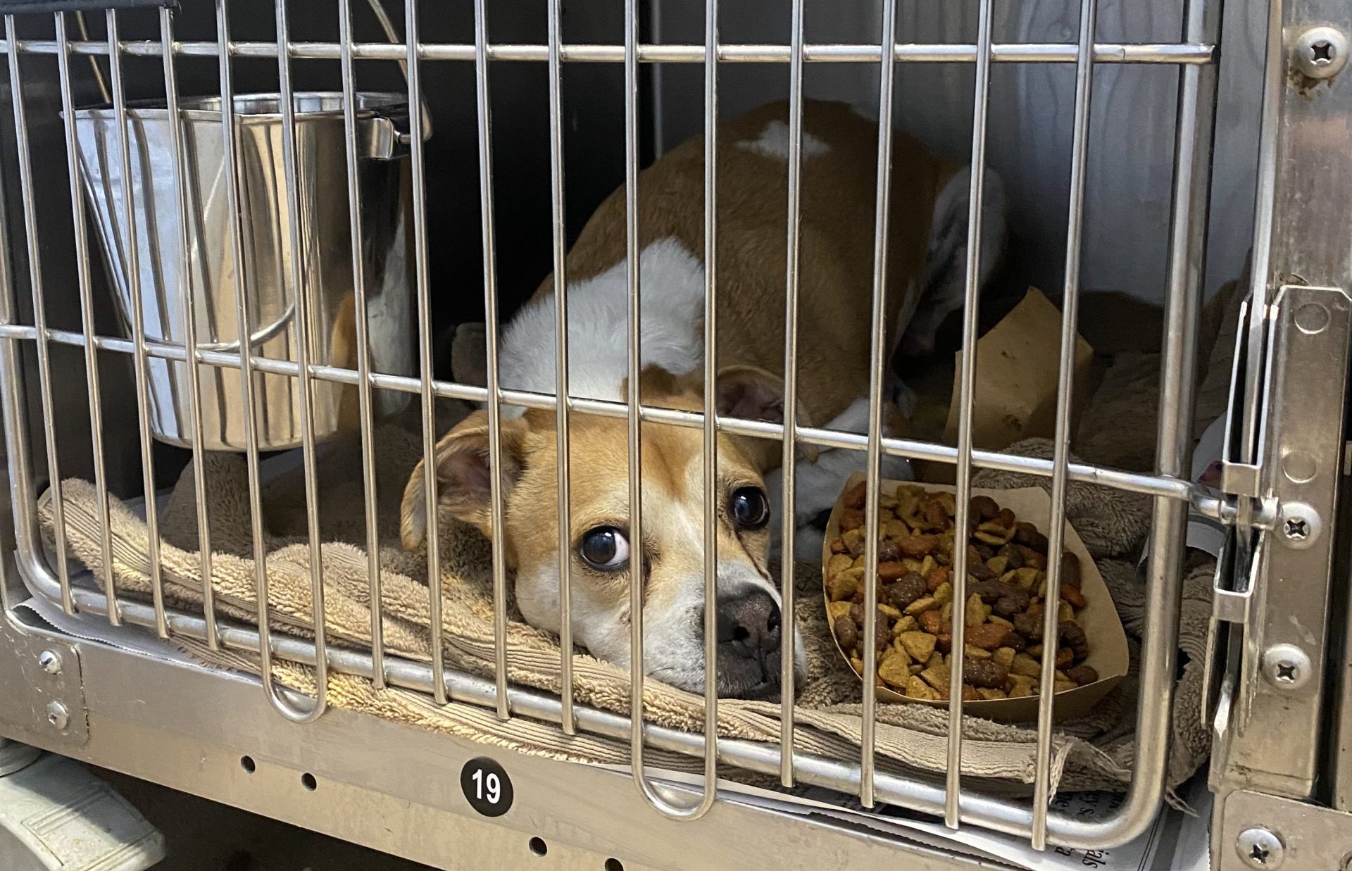 dogs in kill shelters