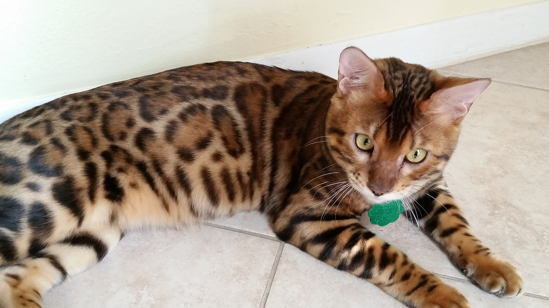 bengal cat texas