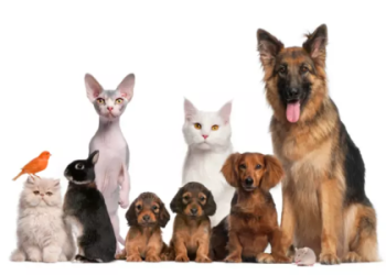 giving away dogs for free