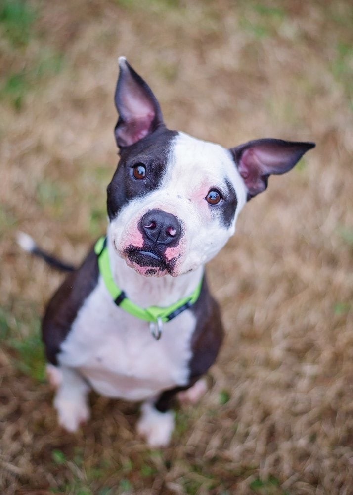 boston terrier pit bull mix