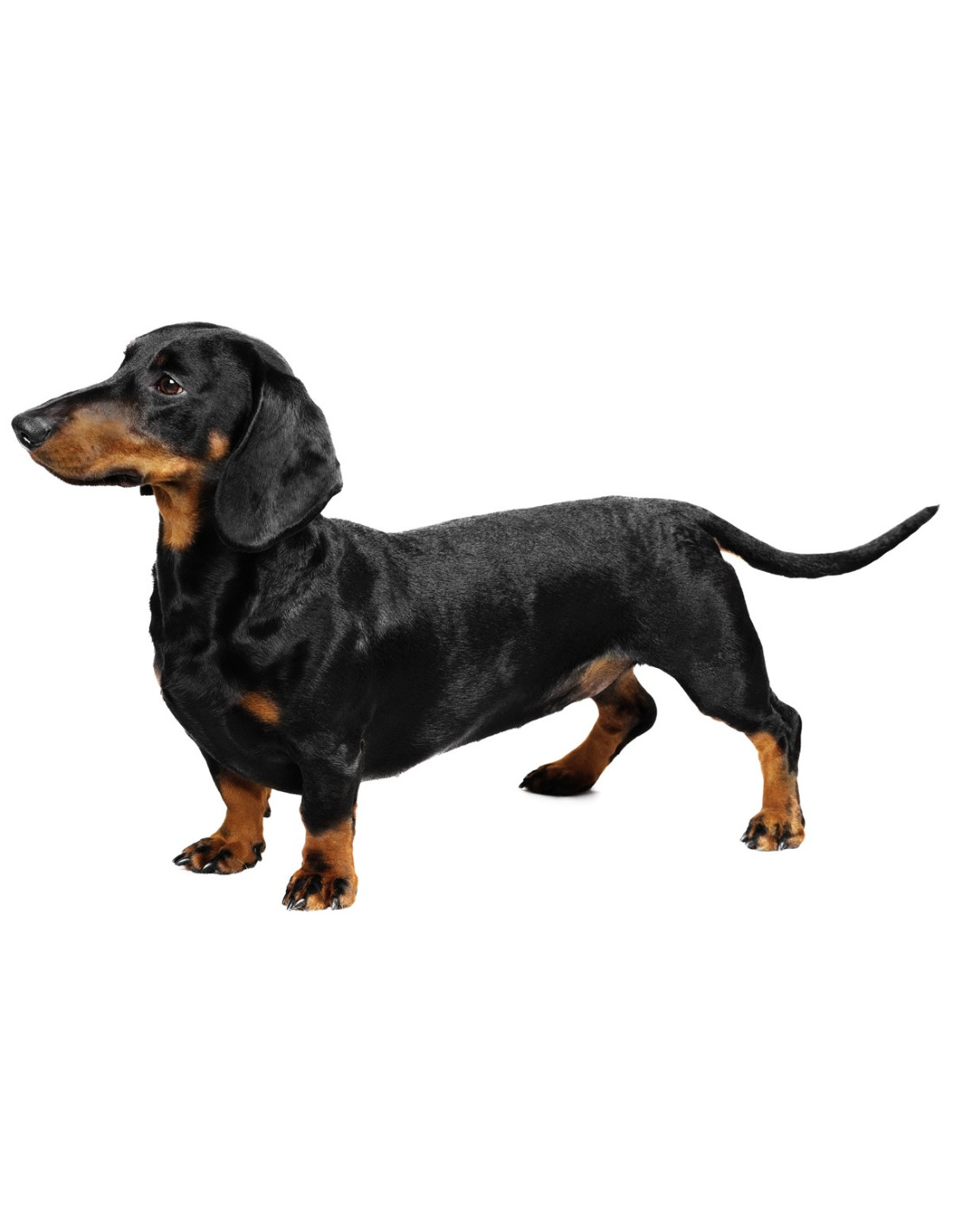 dachshund dog price in india