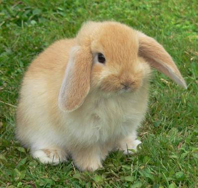fluffy floppy eared bunny