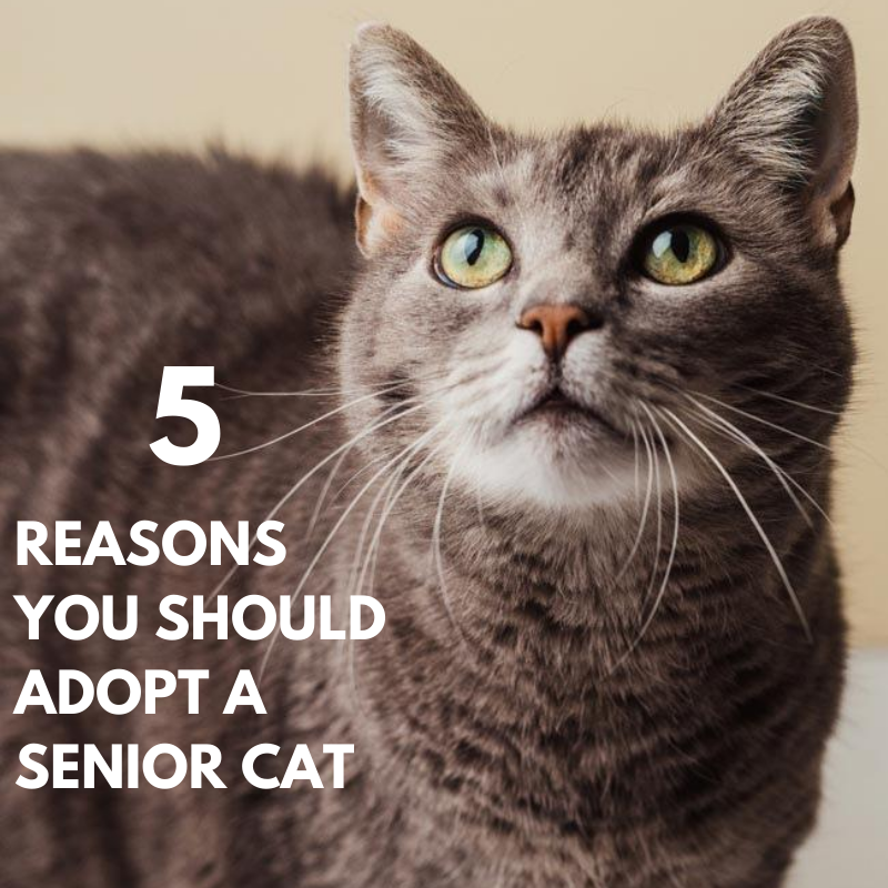 adopt an older cat