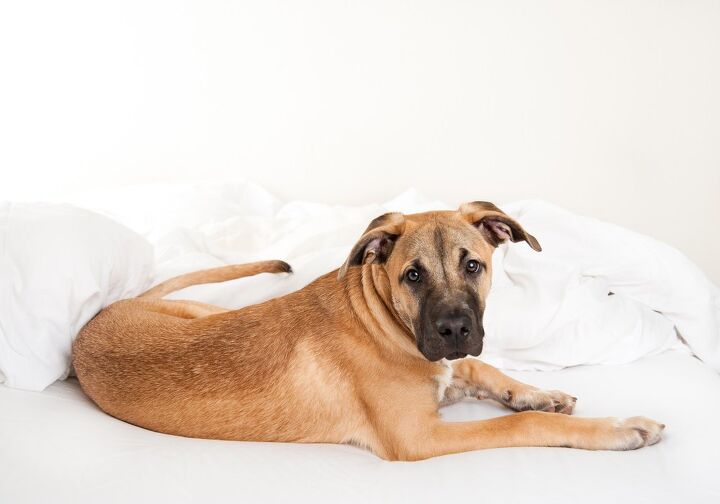 great dane golden retriever mix