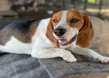 beagle puppies for sale in texas