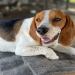 beagle puppies for sale in texas
