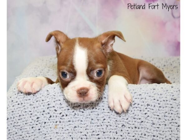boston terrier puppies florida