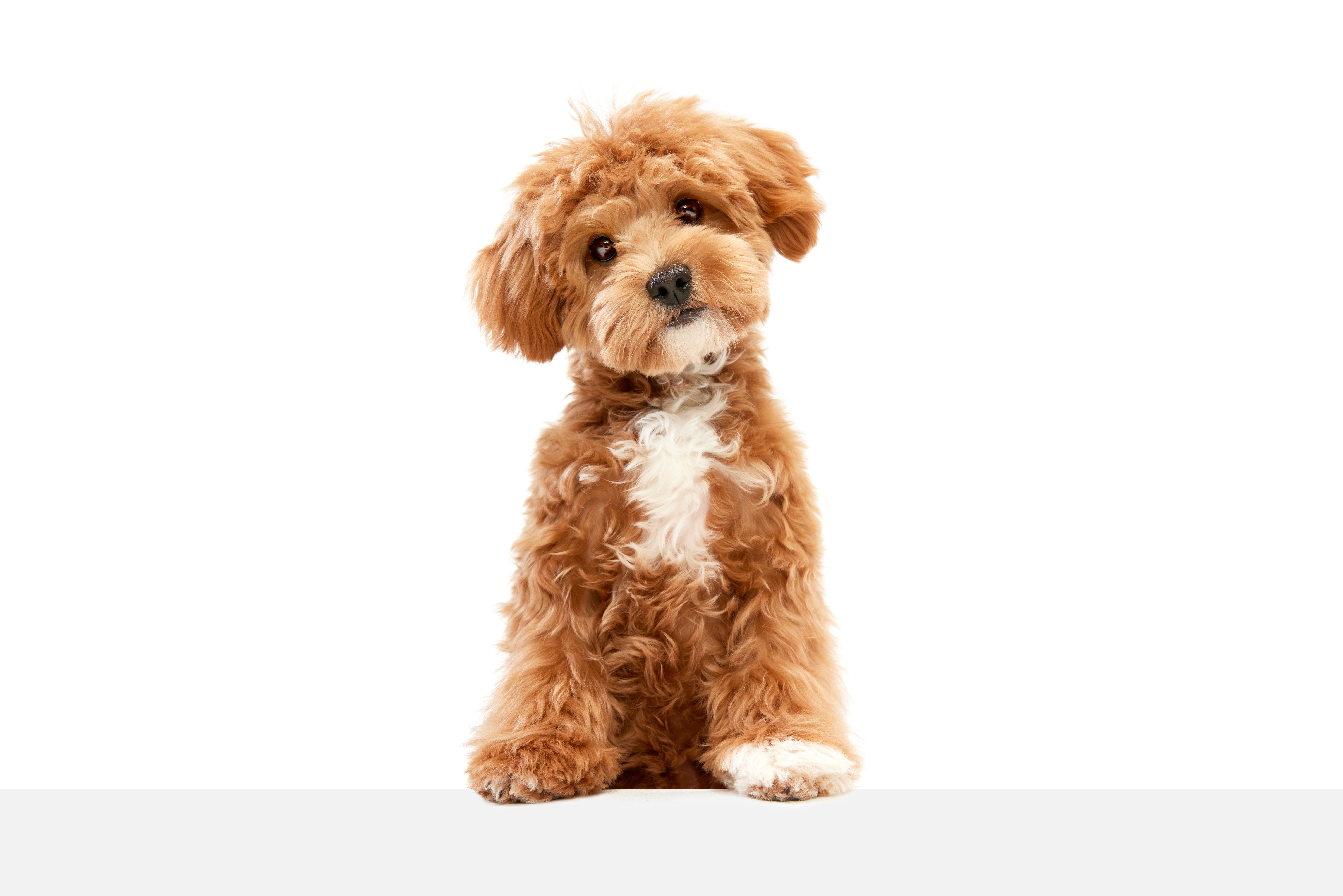 adopt maltipoo near me