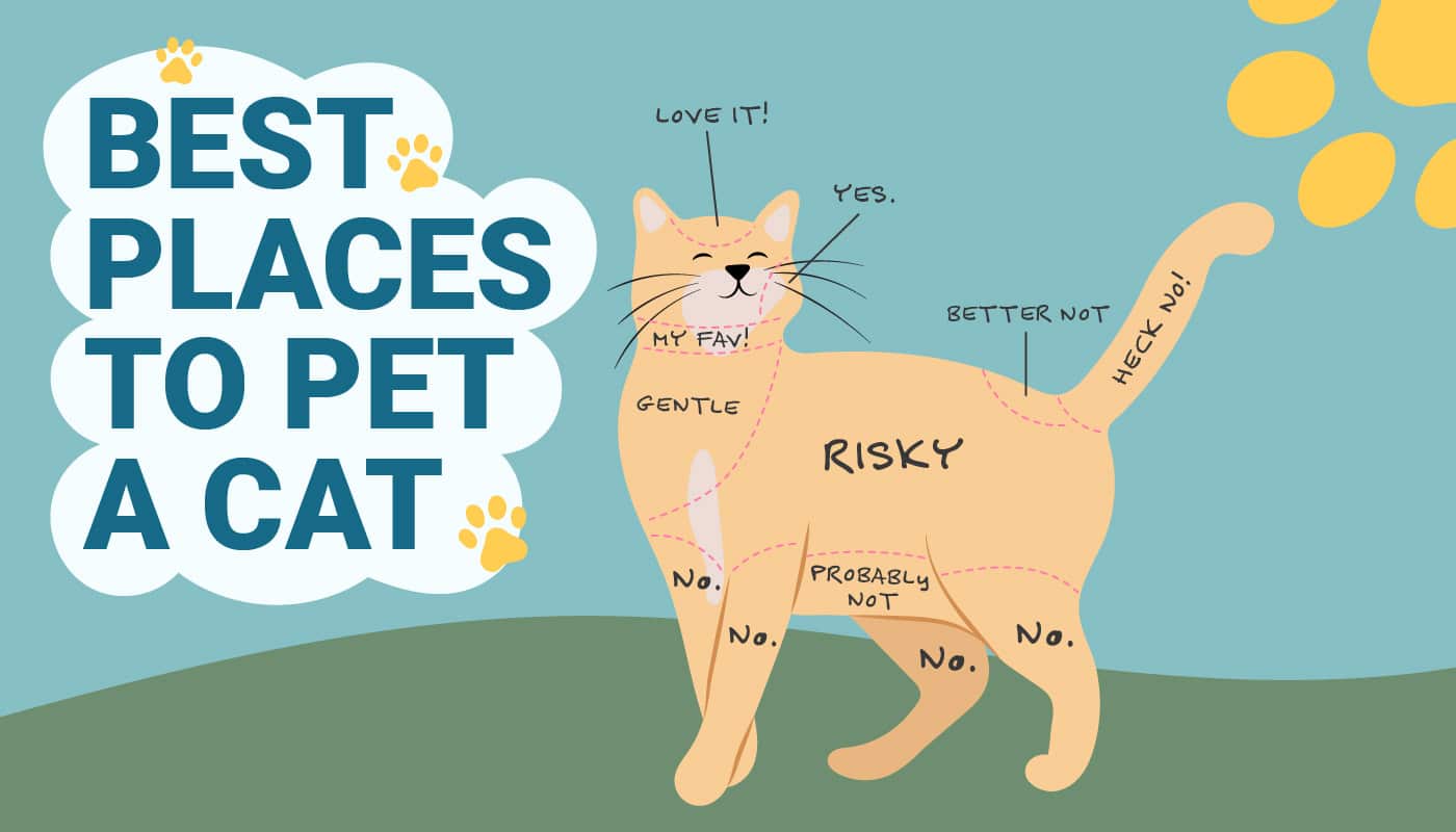 where to pet a cat near me