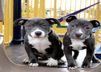 pet store adoption near me