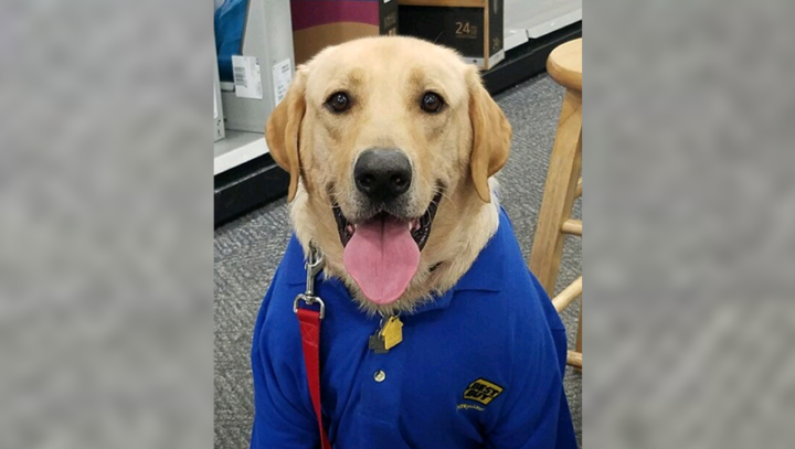 best buy dog