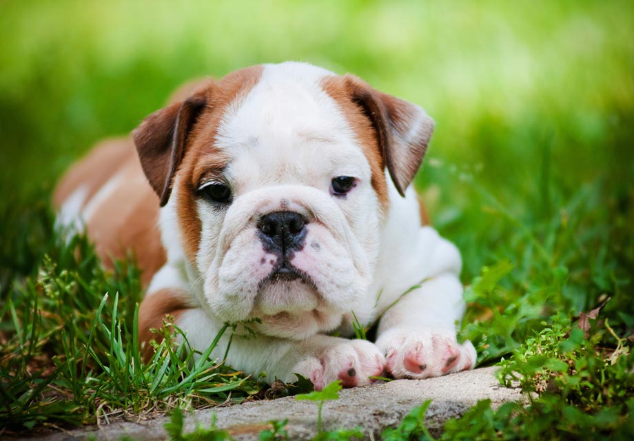 purebred english bulldog for sale
