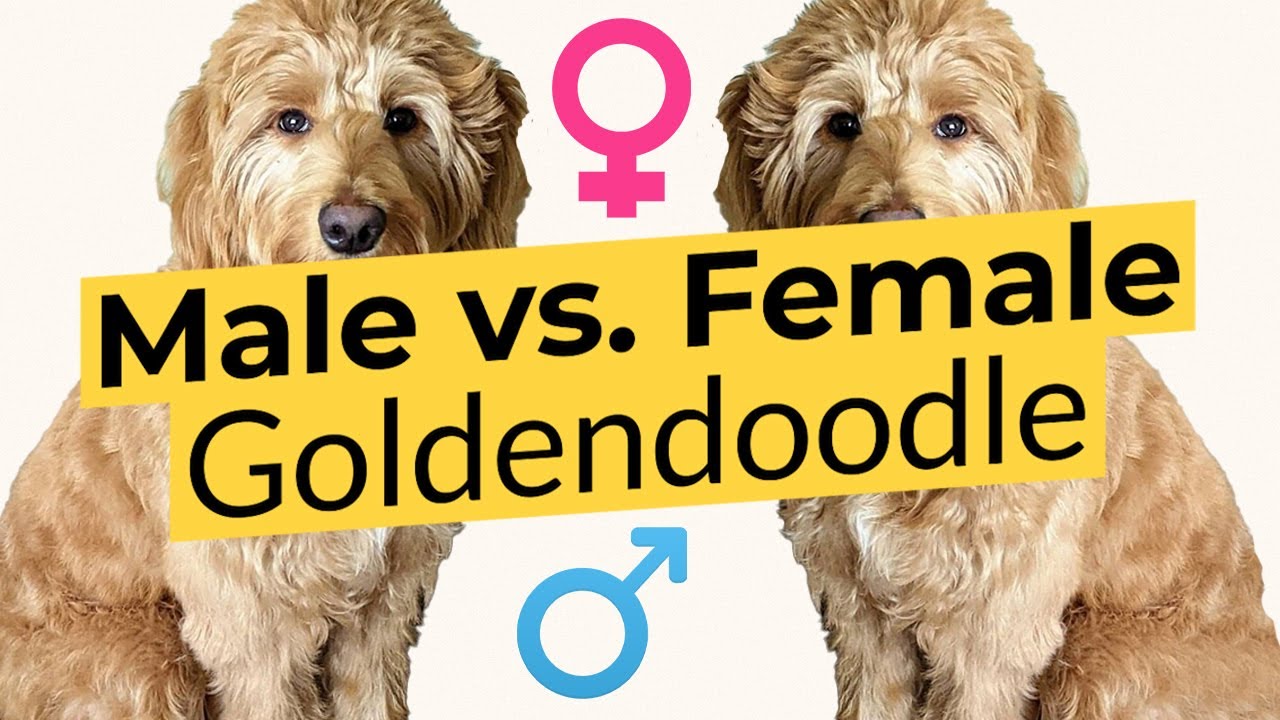male vs female goldendoodle