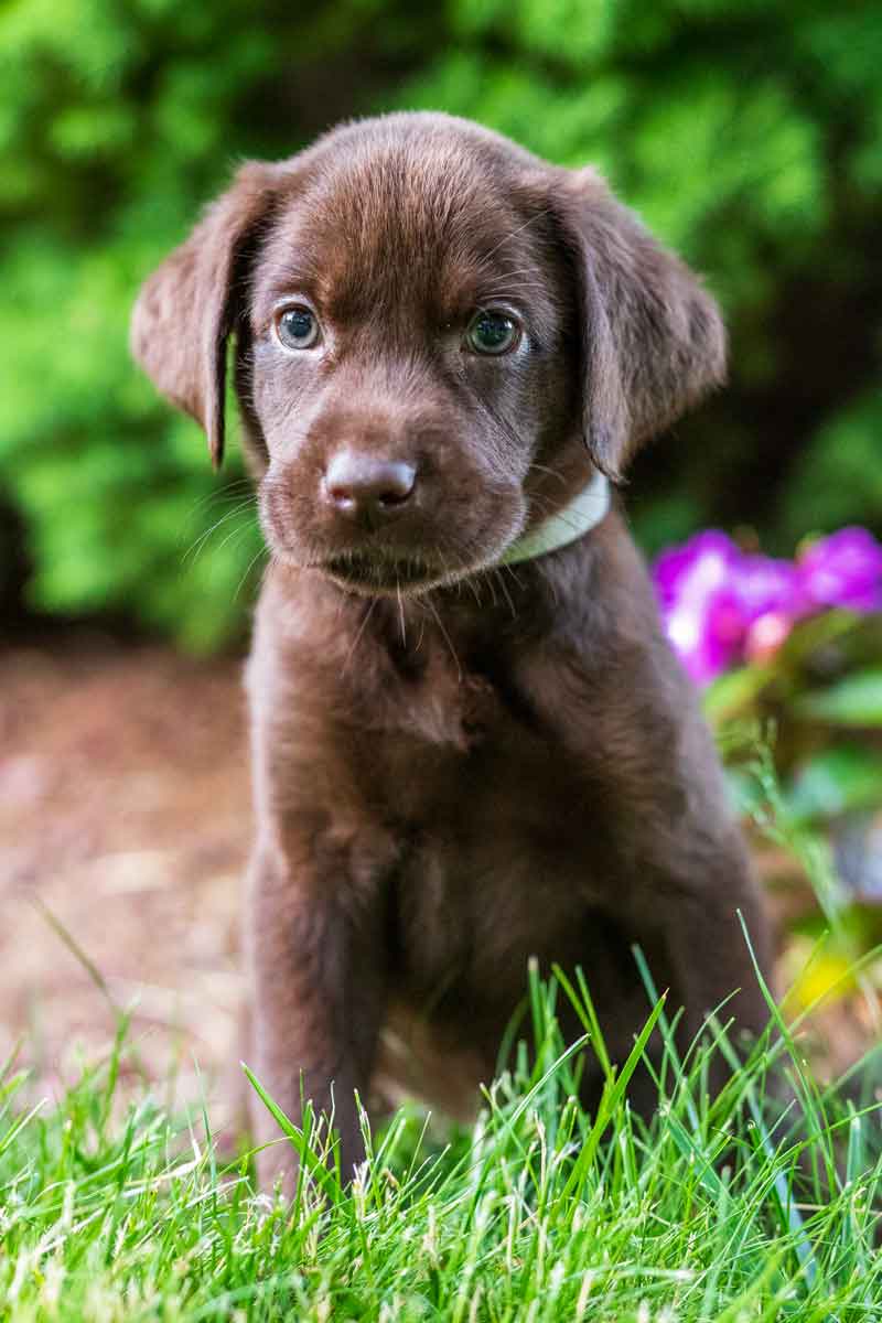 labrador puppy for sale near me