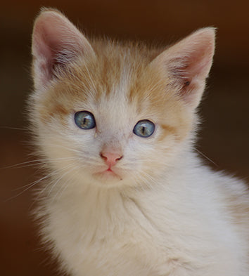 order animals online