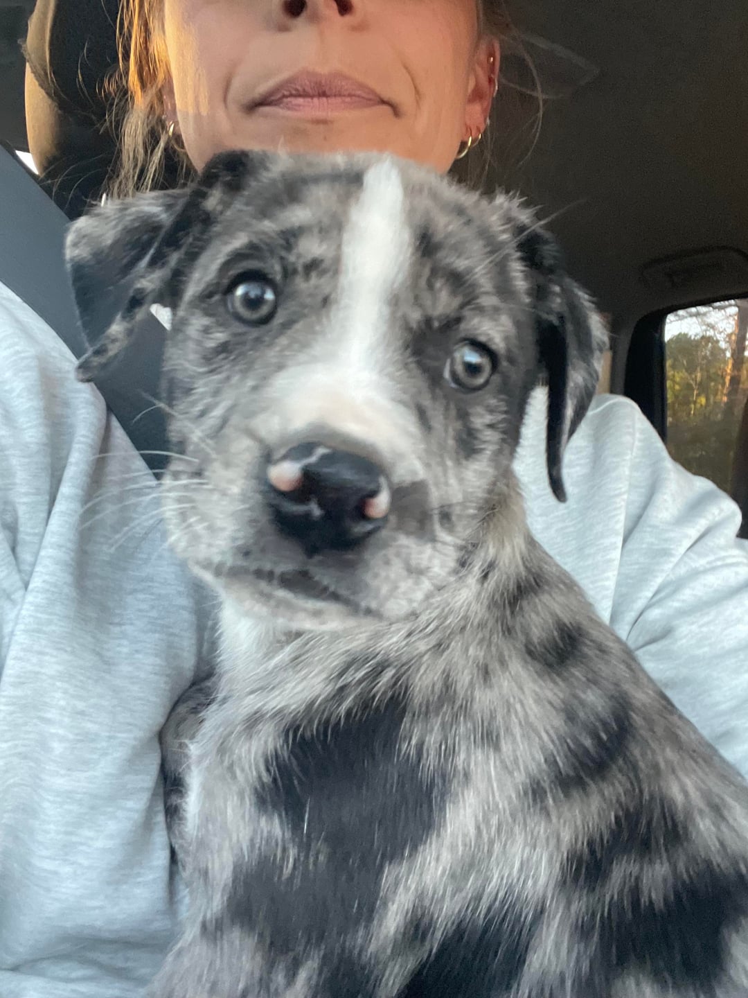 aussie great dane mix