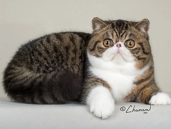 shorthair exotic cat for sale