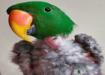 companion parrots rehomed