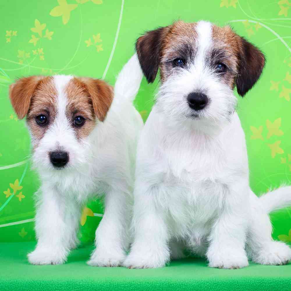 jack russell terrier for sale in texas