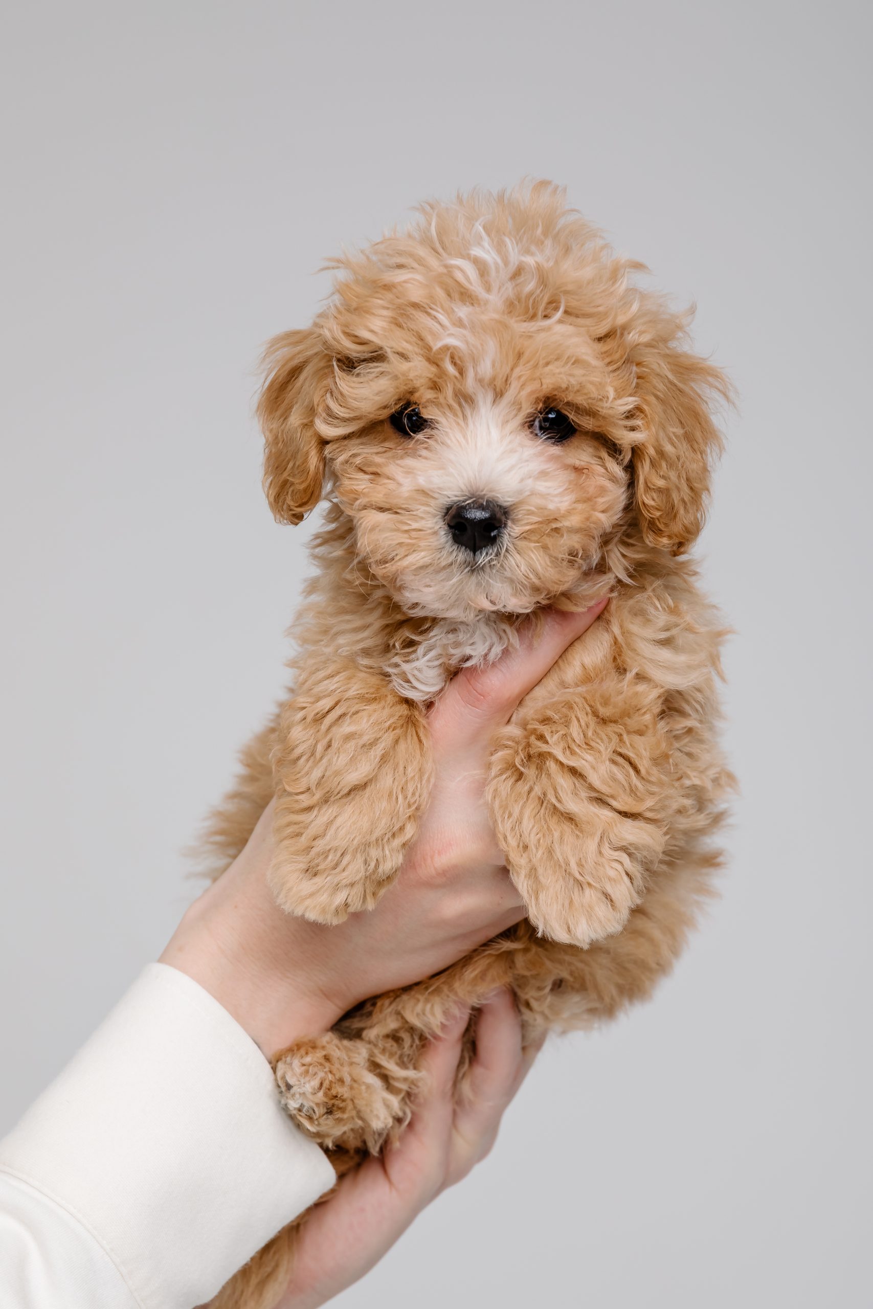 maltipoo for sale california