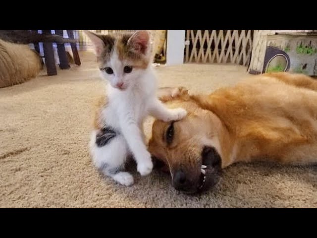 dog and cat friends