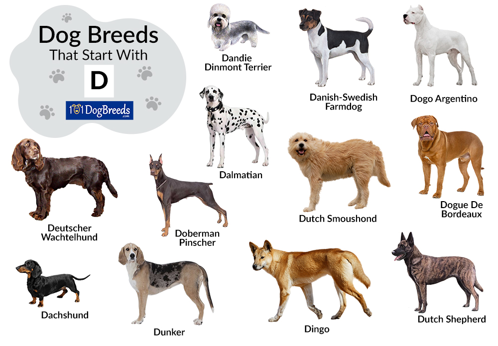 d dogs