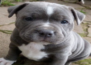 pitbull for sale near me