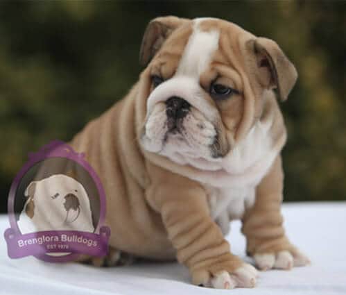 purebred english bulldog for sale
