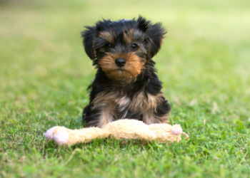 listing puppies for sale