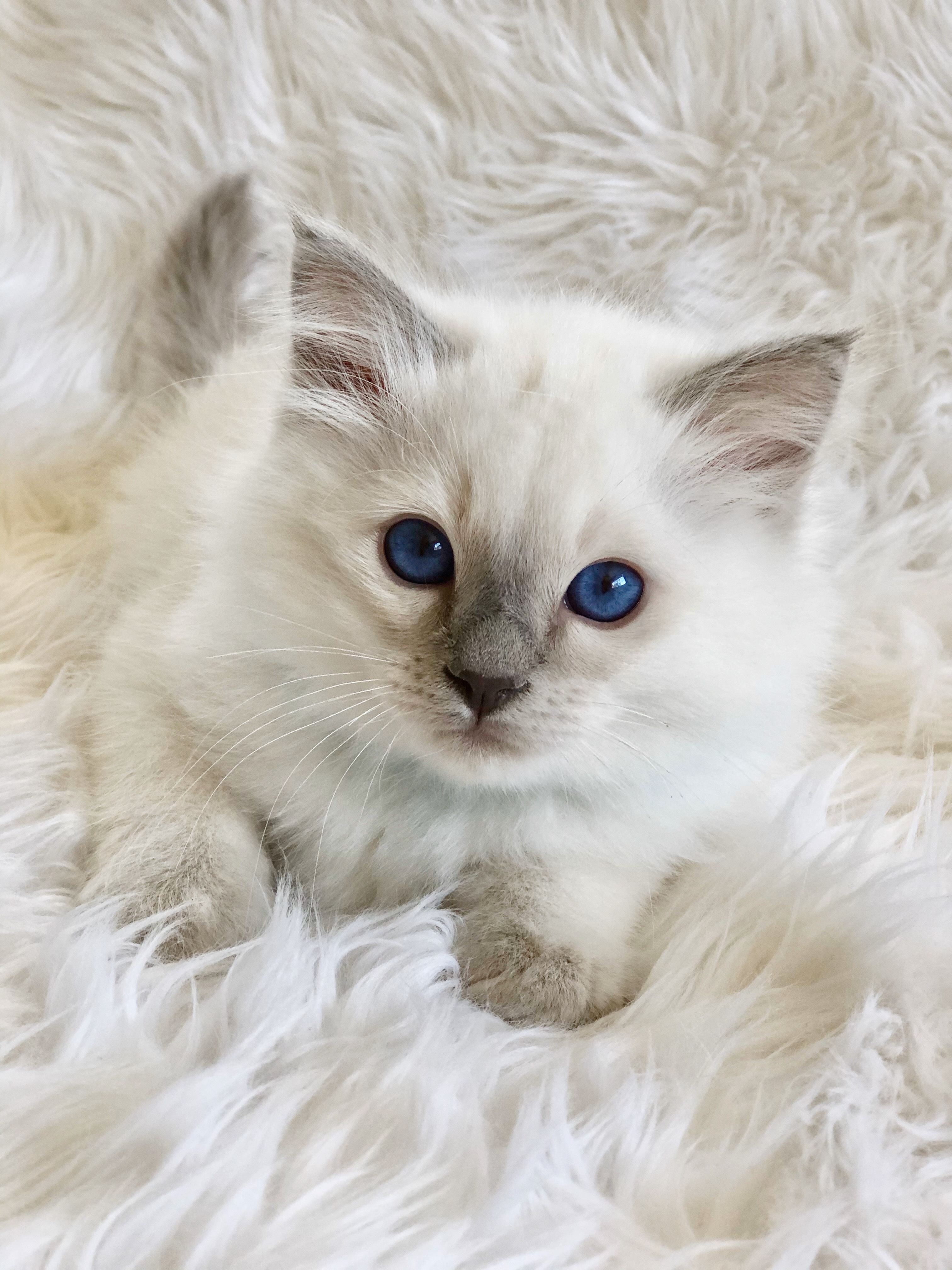 balinese cats for sale