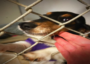 where to drop off a dog