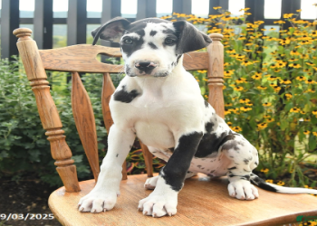 where to buy a great dane