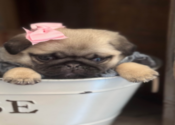 dog breeds for sale near me