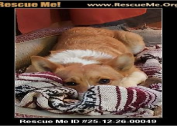 corgis for adoption az