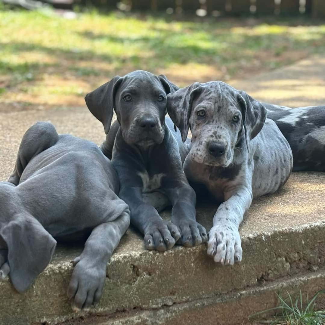 great dane puppies sc