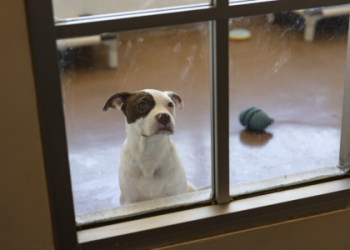 recently adopted paws chicago