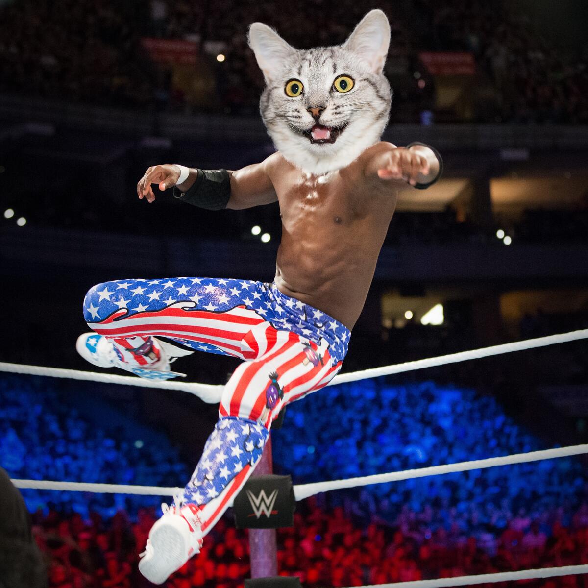 wwe cat