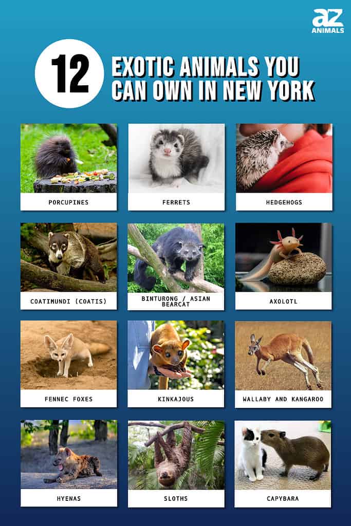 animals you can buy