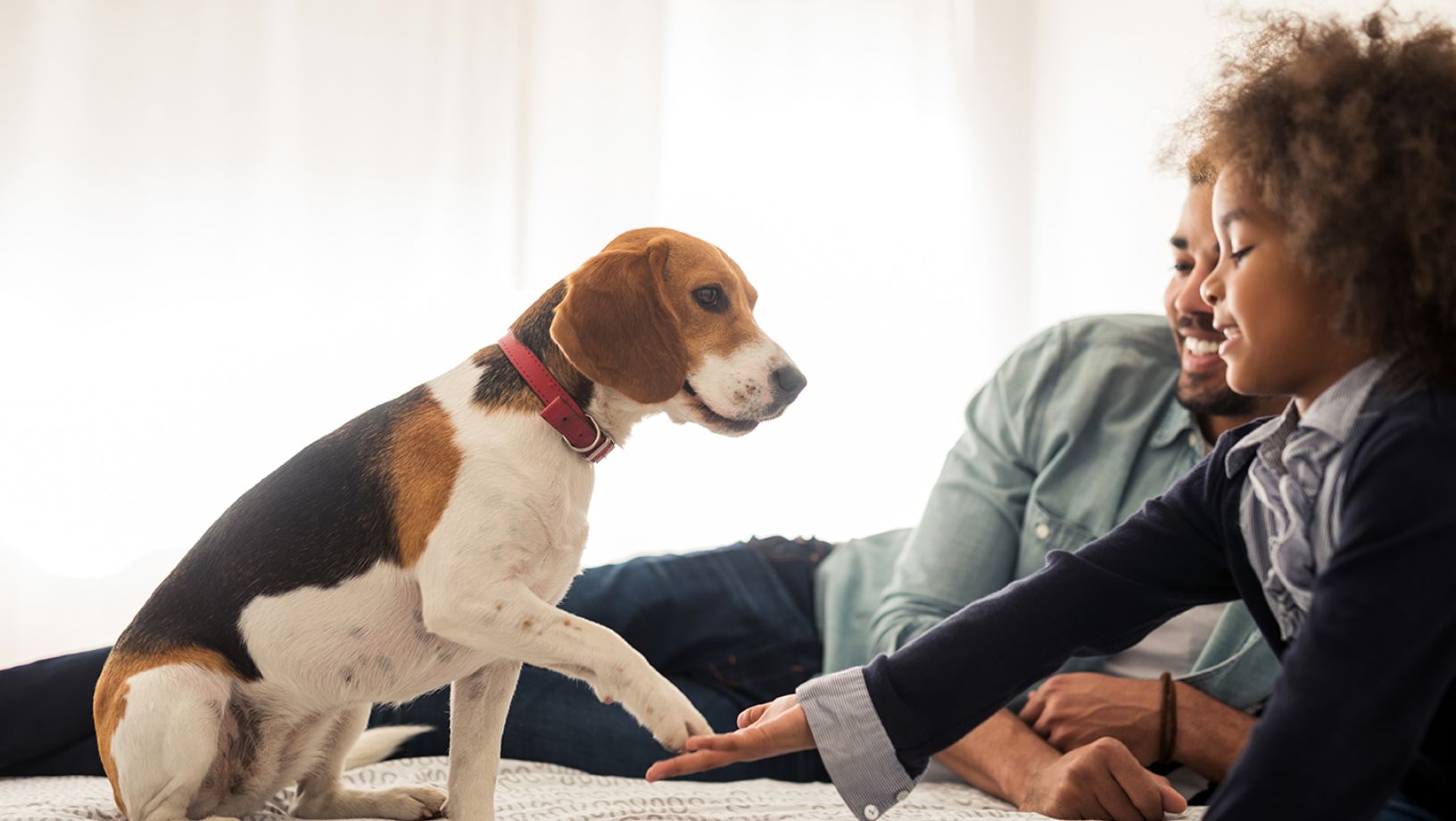 pet smart dog training