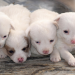 cute puppies free