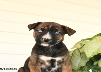 boston terrier and husky mix