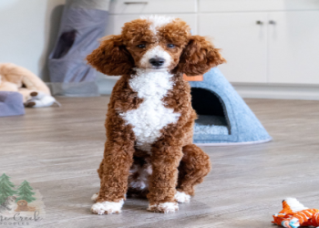 mini goldendoodle puppies ct