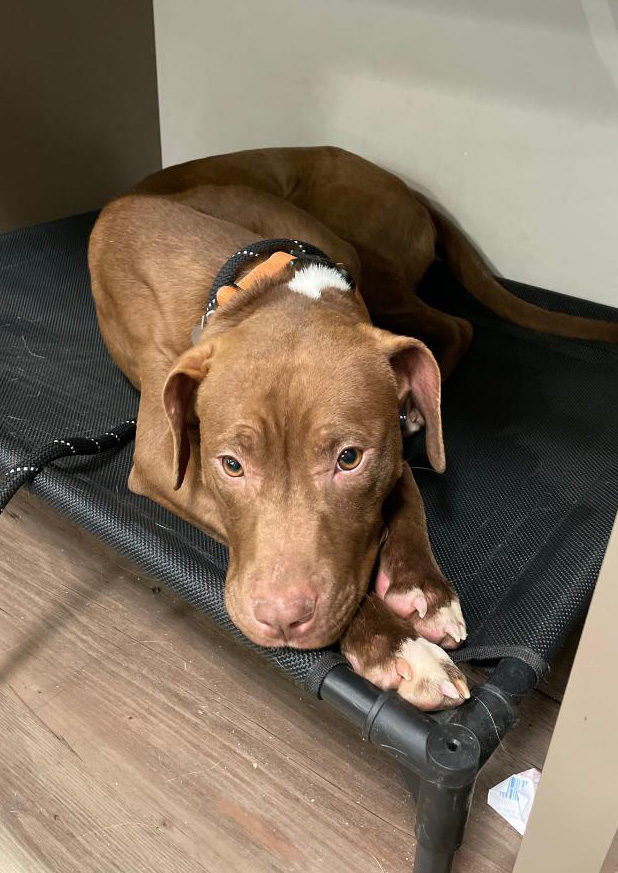 adoptable dogs in ct