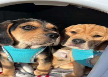 beagle mix for adoption near me