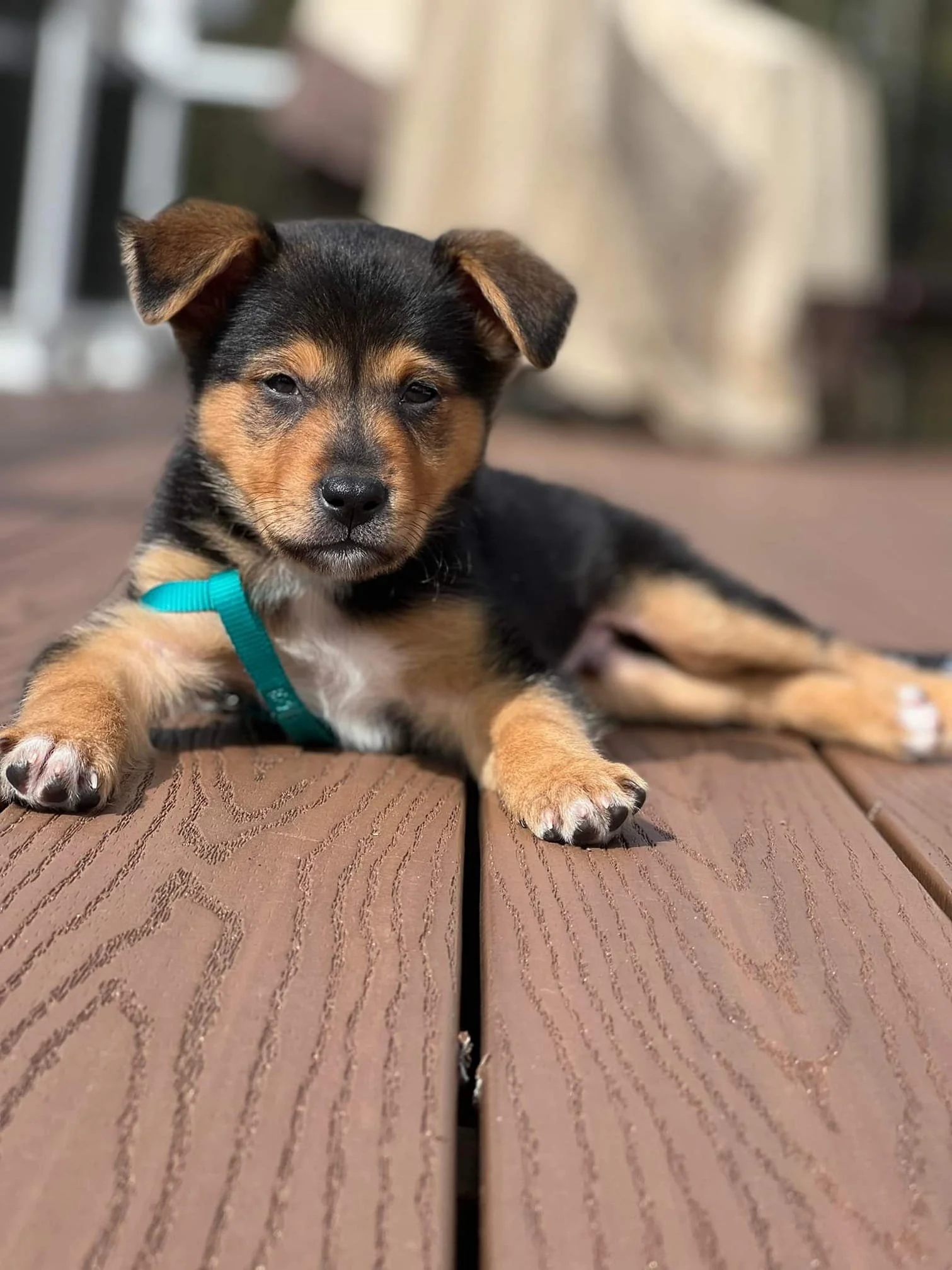 adoptable dogs in ct