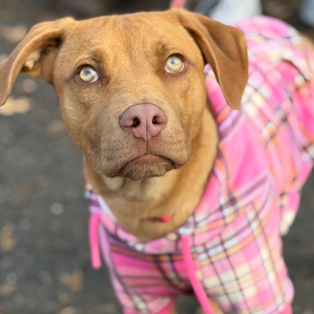 adoptable dogs in ct